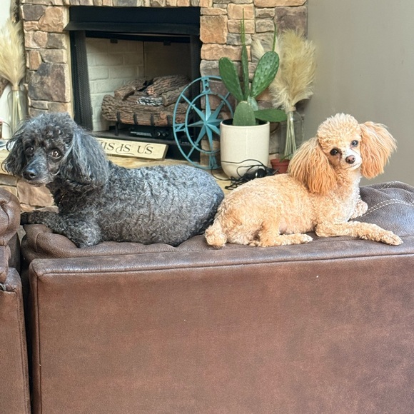 Meet your Posher, Shana - Picture 10 of 16